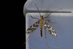 Mischoderus forcipatus