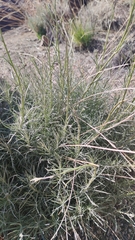 Descurainia bourgaeana