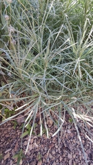 Descurainia bourgaeana