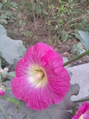 Alcea rosea