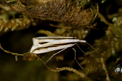 Scoparia claranota