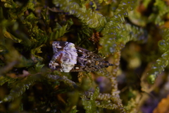 Scoparia minusculalis