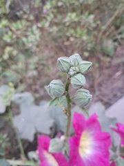Alcea rosea