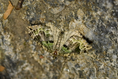 Hydriomena rixata