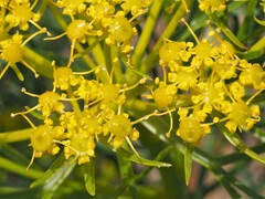 Cachrys libanotis