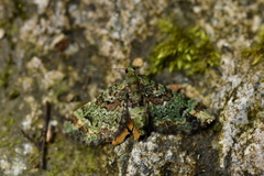 Pasiphila bilineolata