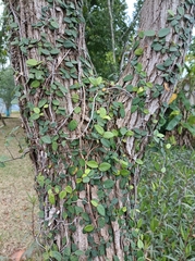 Ficus pumila