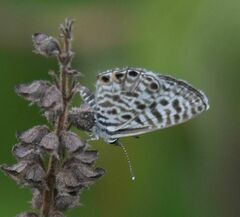 Leptotes