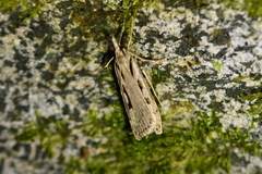 Scoparia rotuella