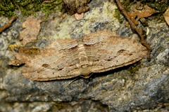 Austrocidaria