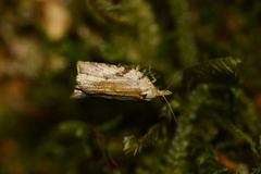 Leucotenes coprosmae