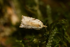 Leucotenes coprosmae