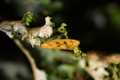 Tingena ophiodryas