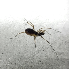 Taracus pallipes