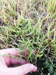 Salicornia meyeriana