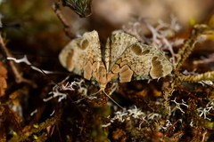 Chloroclystis lichenodes