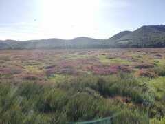 Salicornia meyeriana