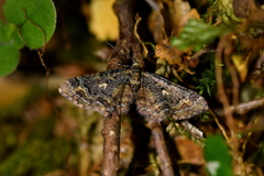 Pasiphila lunata