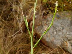 Lobelia linearis
