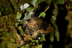 Hydriomena deltoidata