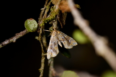 Musotima nitidalis