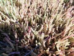 Salicornia tegetaria