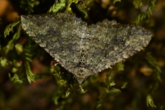 Austrocidaria umbrosa