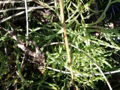 Salicornia natalensis