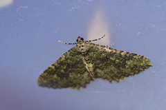 Austrocidaria umbrosa