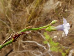 Lobelia linearis