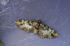 Pasiphila bilineolata