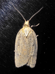 Clepsis divulsana