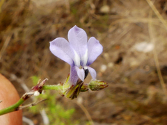 Lobelia linearis