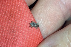 Mitrastethus baridioides