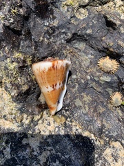 Conus capitaneus