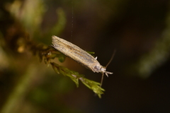 Bactra noteraula