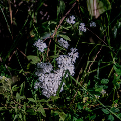 Stevia serrata