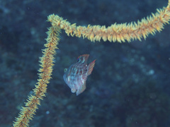 Oxycheilinus bimaculatus