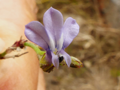 Lobelia linearis