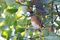 Turdus chrysolaus