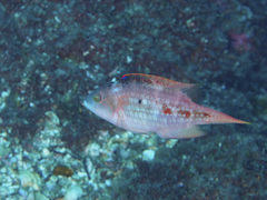 Oxycheilinus bimaculatus