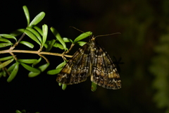 Pseudocoremia productata