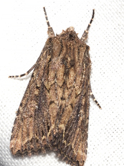 Dasygaster ligniplena