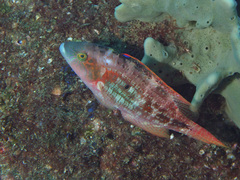 Oxycheilinus bimaculatus