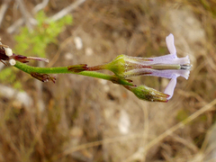 Lobelia linearis
