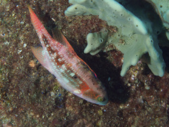 Oxycheilinus bimaculatus