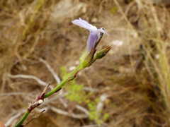 Lobelia linearis