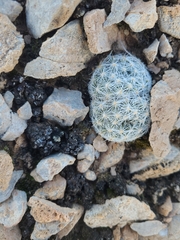 Escobaria chlorantha