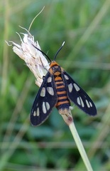 Amata huebneri