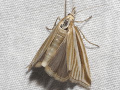 Hednota grammellus